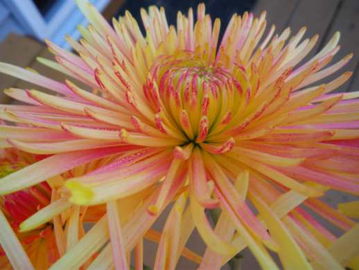 Flowers12.jpg