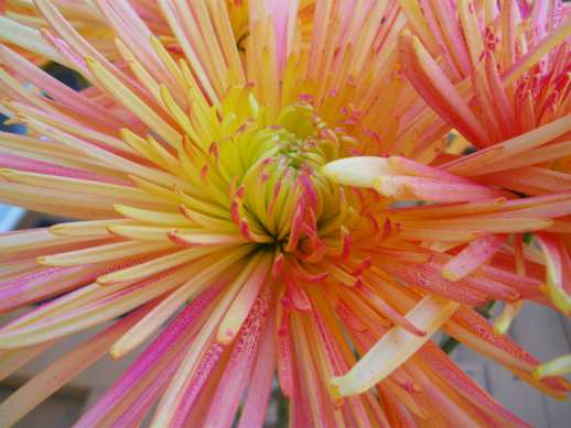 Flowers22.jpg