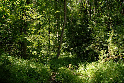 Hunger Games SB Forest pic.jpg