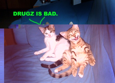 lol kittehs.jpg