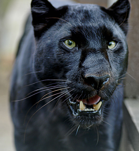 animal panther.jpg