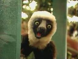 lemur.jpg