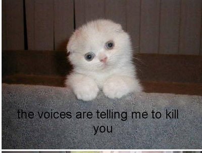 funny-cute-cats%2525252B(12).jpg