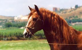 horse.jpg