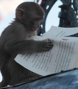 2980Monkey_Looking_Book.jpg