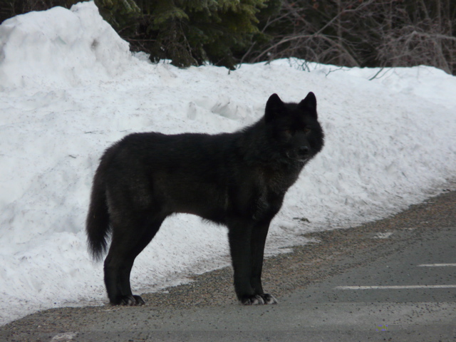 Romeo-roadside-25Jan09-Forest-Service.jpg