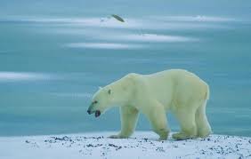 Polar Bear.jpg
