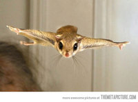 funny-Flying-Squirrel-cute-wings.jpg