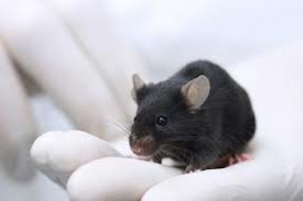 mouse.jpeg