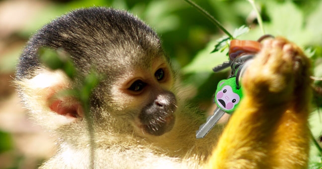 893815c3-fe22-4650-87f0-42950ea4e3c0Monkey Keys3.jpg