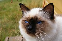 Birman.jpg