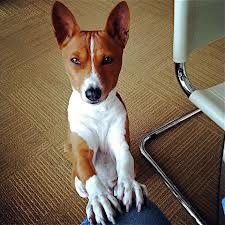 Basenji.jpg