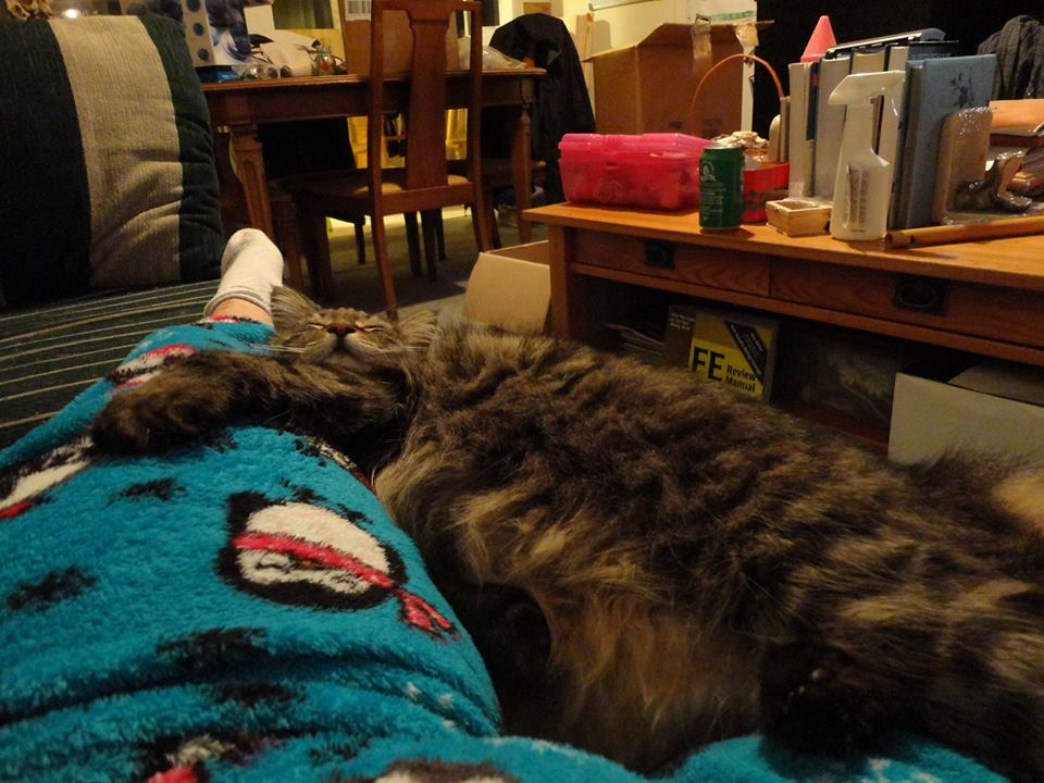 meltedcat.jpg