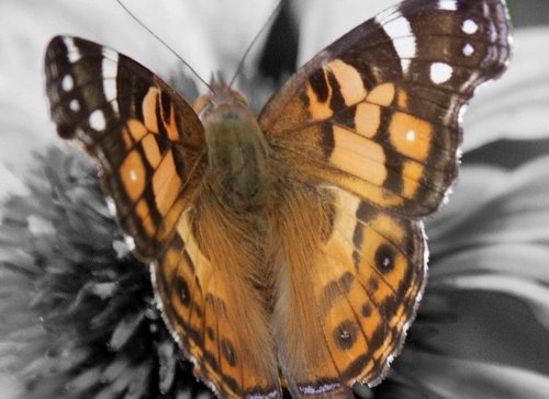 butterfly (4).jpg