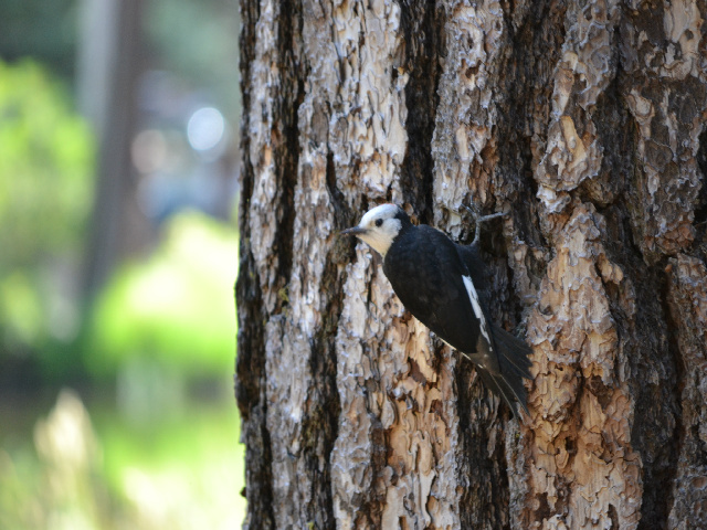 Wood Pecker.jpg