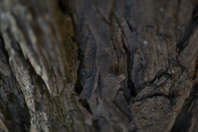 Bark.jpg