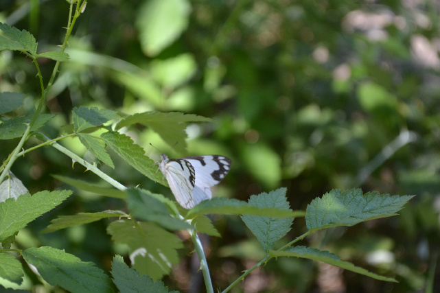 Butterfly.jpg