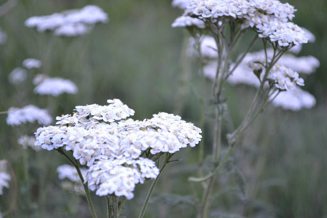 Flower.jpg