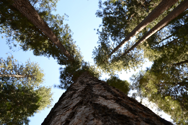 Pine Tree.jpg