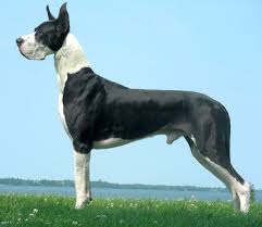Kat's dog.jpg