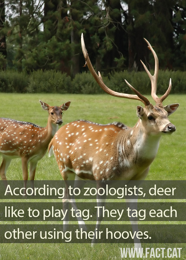 deer-play-tag-640x896.jpg
