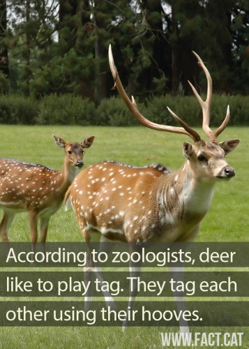 deer-play-tag-640x896.jpg