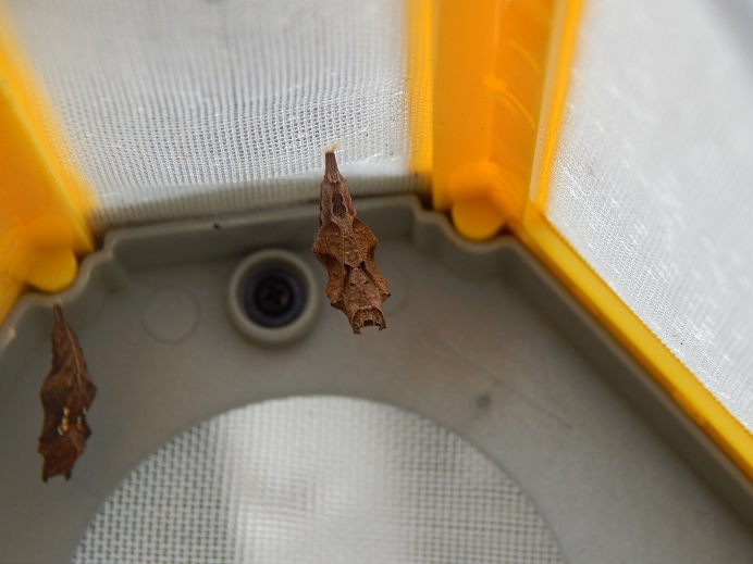 Cocoon S.jpg