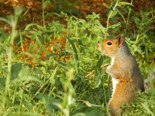 Squirrel S.jpg