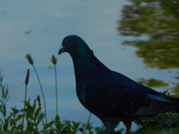 Pigeon S.jpg
