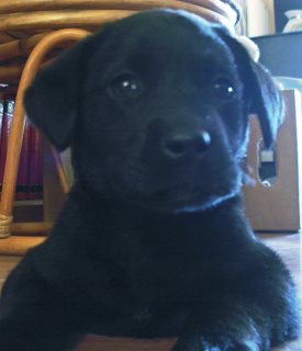 tink november 17 2010.jpg