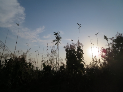 sky.jpg