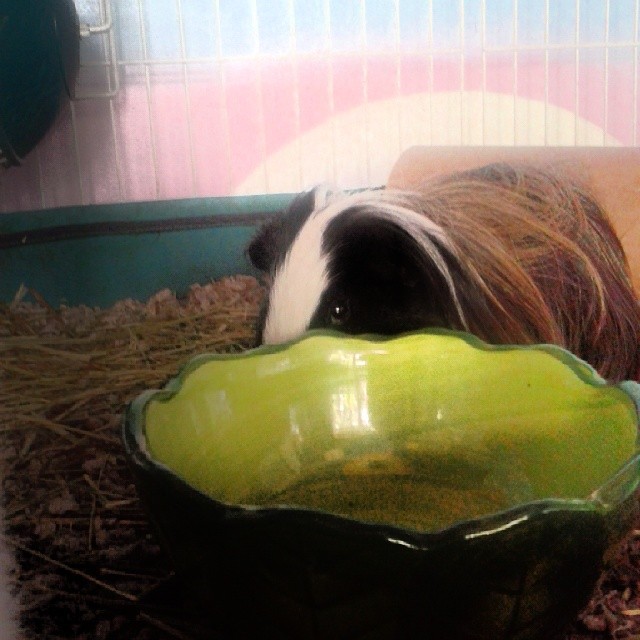 pepper.jpg