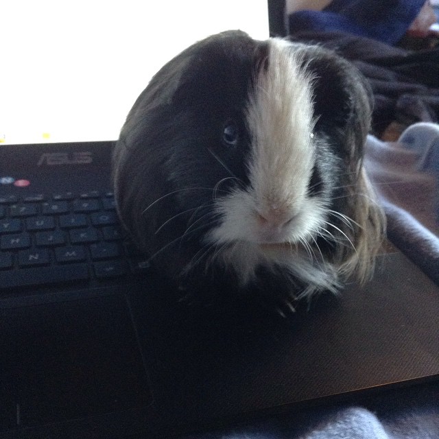pepper4.jpg