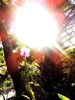 Sunlight flower.jpg