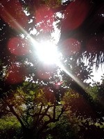 Sunlight.jpg
