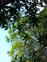 Tree.jpg