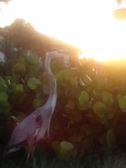 River bird 2.jpg