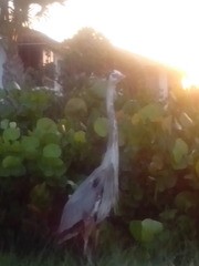River bird.jpg