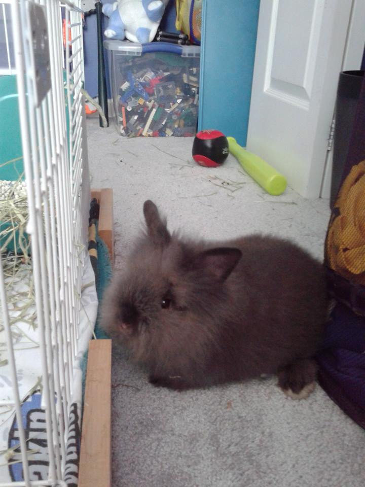 Fluffy.jpg