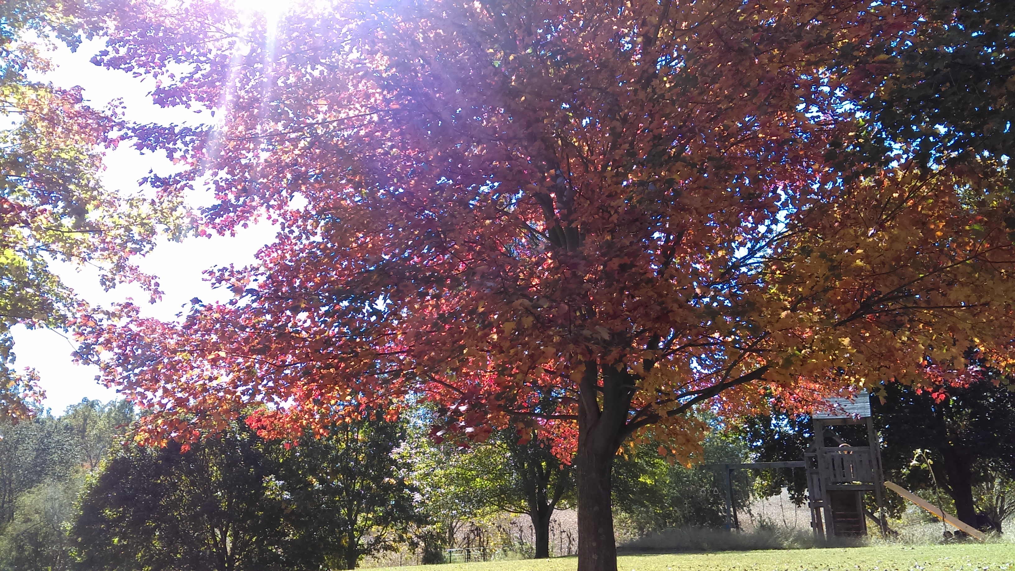 IMAG0207.jpg