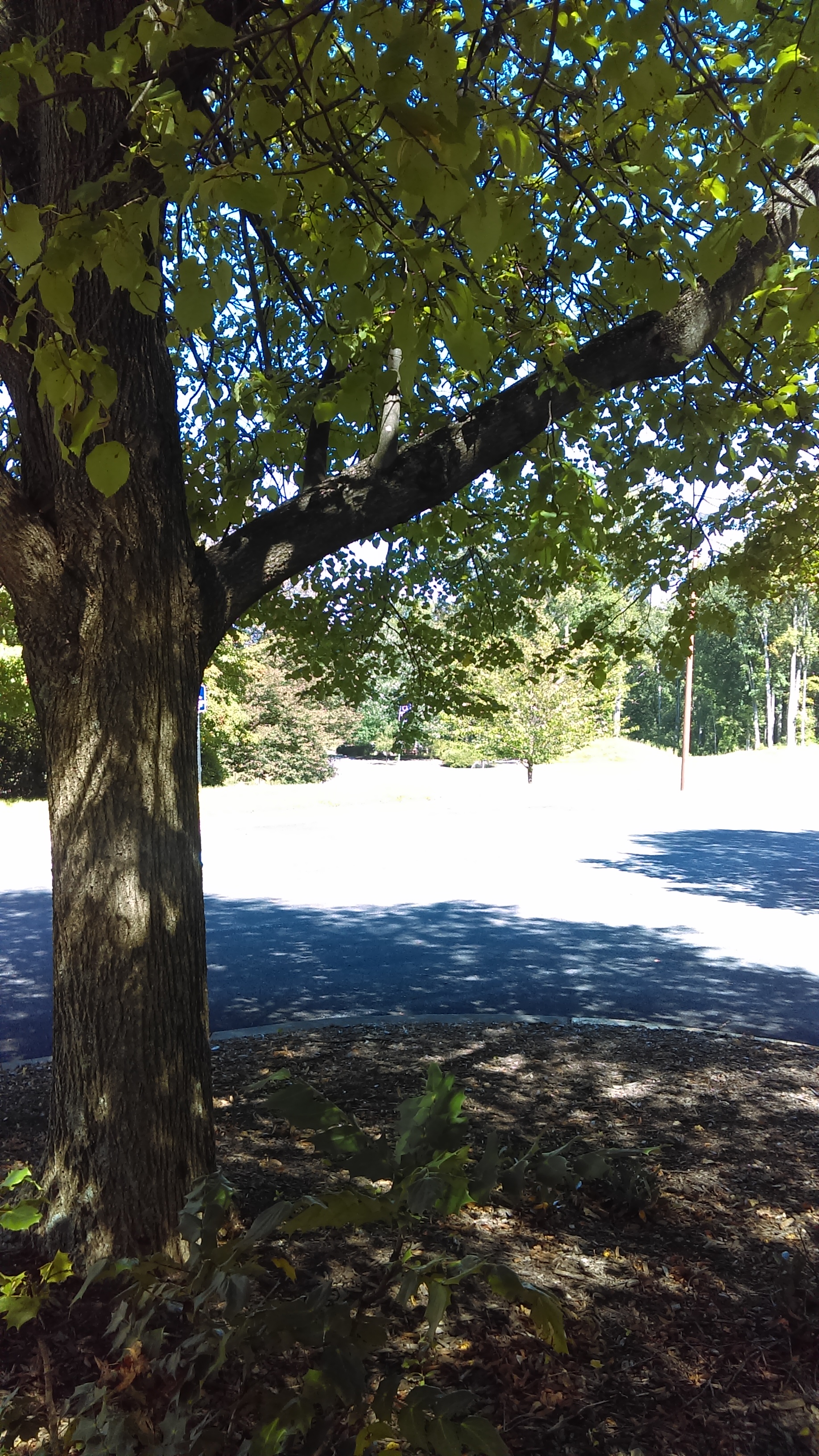 IMAG0034.jpg