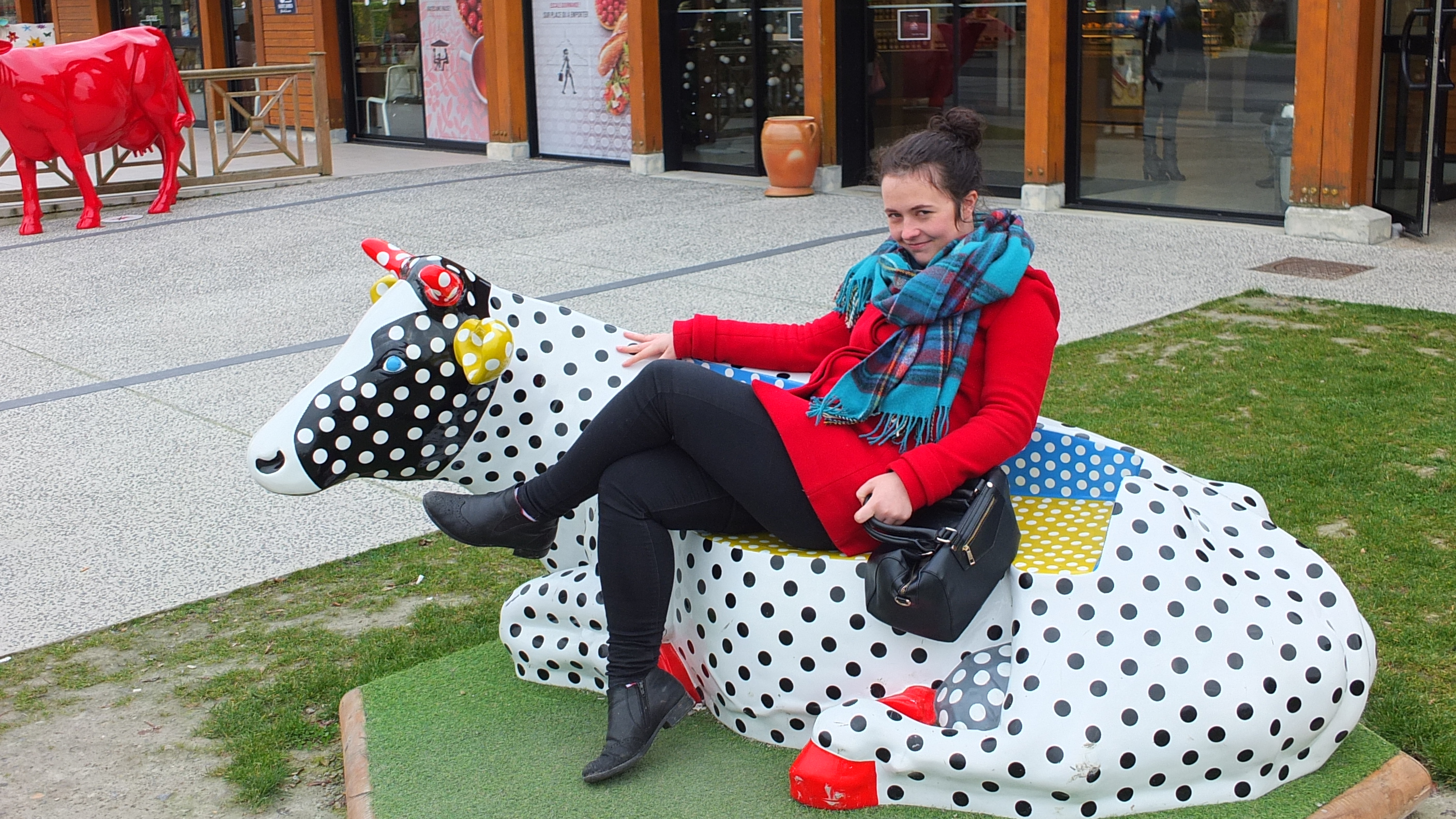 Cow reclining.JPG