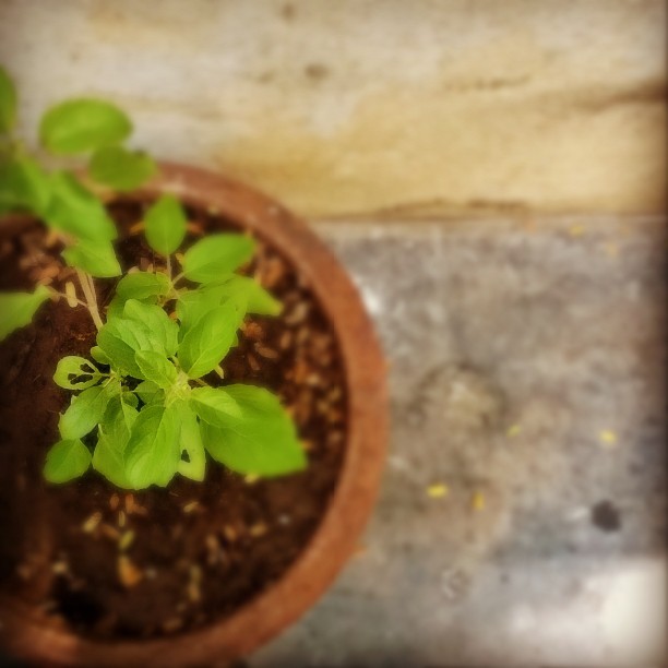 tulsi.jpg