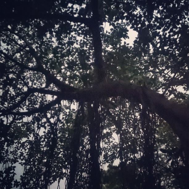 crying tree.jpg
