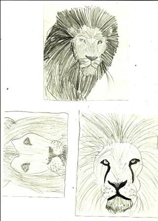 Lions0003.jpg