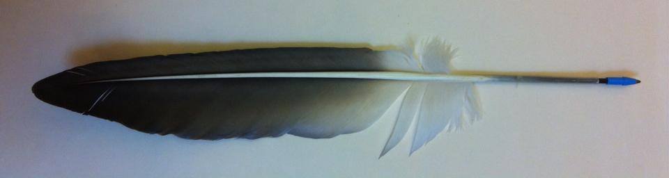 feather.jpg