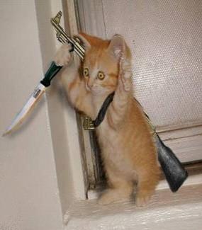 killer_kitten.jpg