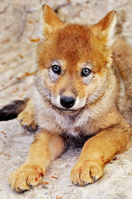 redwolfpup.jpg