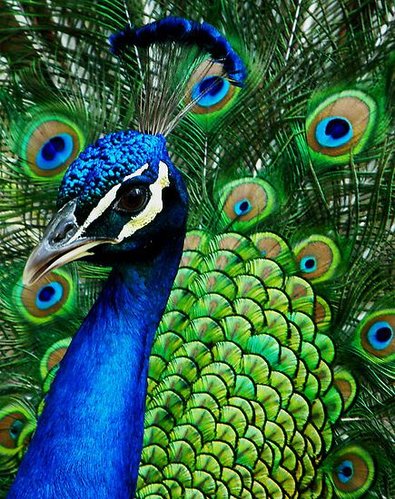 52a9a3370a64349bcabb125ac41ea019--peacock-colors-peacock-feathers.jpg