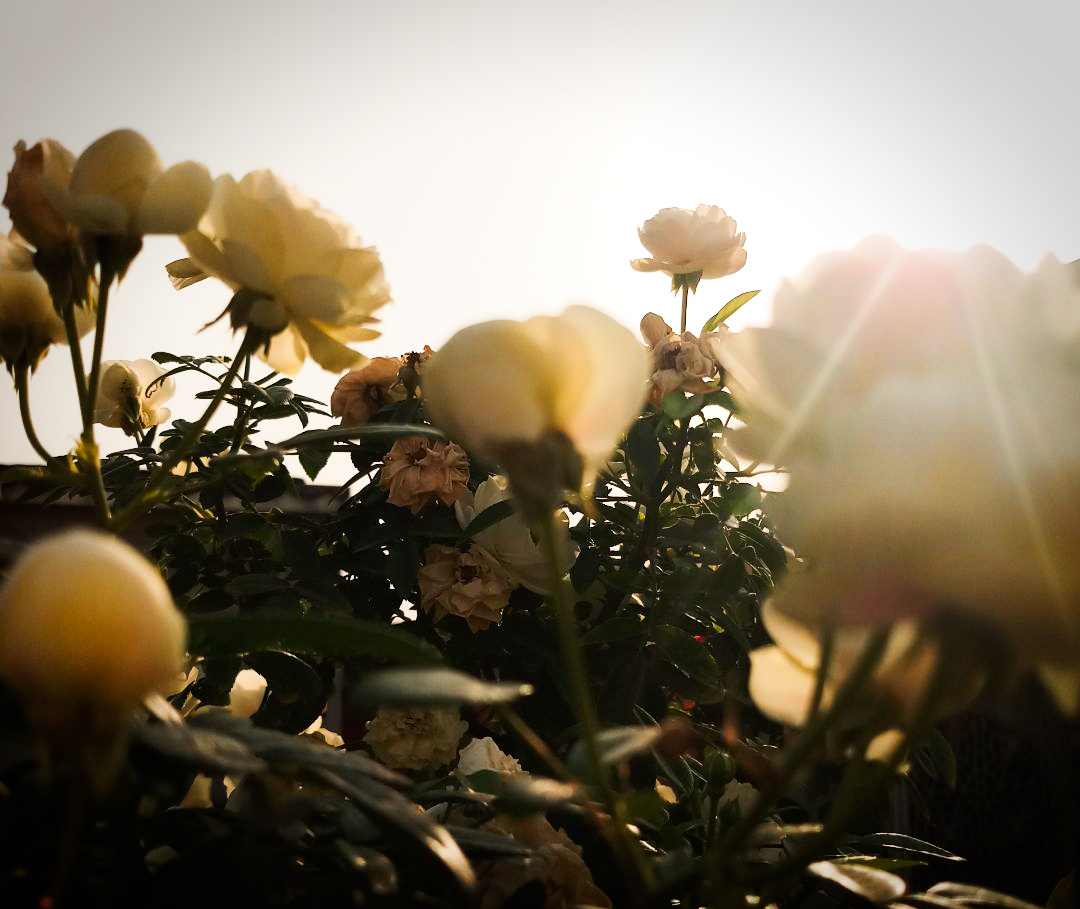 roses.jpg